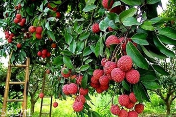 荔枝吃了會胖嗎？減肥的人能吃荔枝嗎？