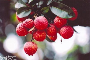 荔枝能放幾天？荔枝能放冰箱嗎？