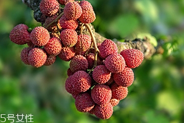 荔枝選購技法 荔枝怎么挑？