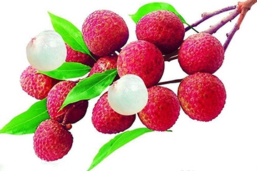 荔枝的品種 荔枝有哪些種類？