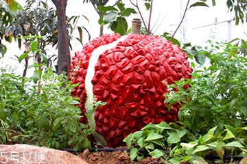 荔枝可以燉湯嗎？荔枝可以做菜嗎？