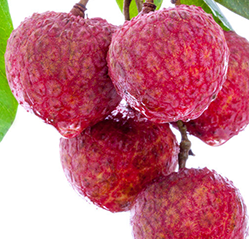 荔枝可以燉湯嗎？荔枝可以做菜嗎？