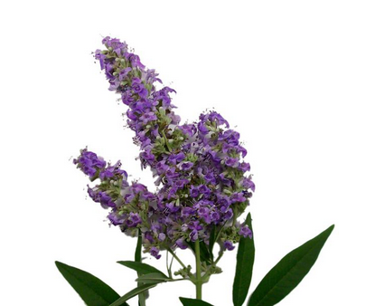 圣潔莓是雌激素嗎？圣潔莓是什么來的？