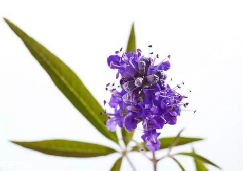 圣潔莓是雌激素嗎？圣潔莓是什么來的？