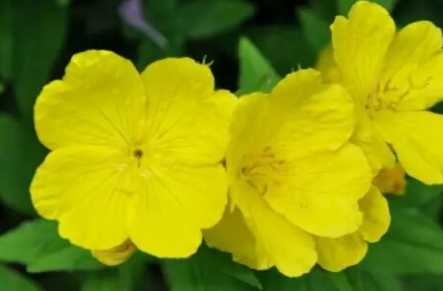 圣潔莓和月見草可以一起吃嗎？