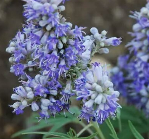 圣潔莓和月見草可以一起吃嗎？