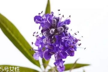 圣潔莓和月見草區(qū)別？圣潔莓和月見草有什么不一樣？