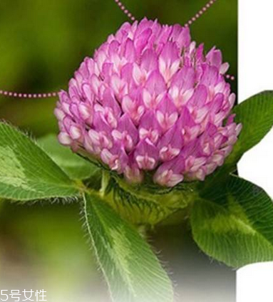 圣潔莓可以長(zhǎng)期吃嗎？長(zhǎng)期圣潔莓好嗎？