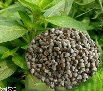 圣潔莓可以長(zhǎng)期吃嗎？長(zhǎng)期圣潔莓好嗎？