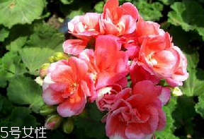 天竺葵油對皮膚的作用 天竺葵油能祛疤嗎 天竺葵油對皮膚的作用 天竺葵油能祛疤嗎