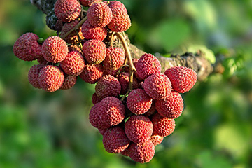 荔枝選購(gòu)技法 荔枝怎么挑？