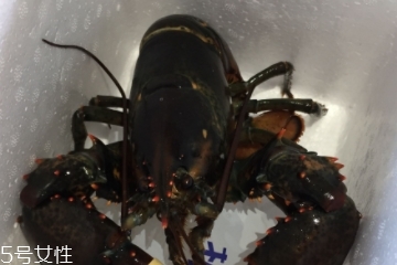 波士頓龍蝦怎么殺？怎么殺波士頓龍蝦？