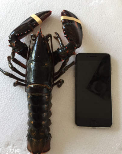 波士頓龍蝦怎么殺？怎么殺波士頓龍蝦？