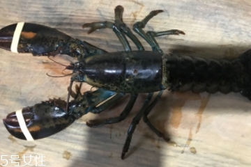 波士頓龍蝦是淡水的嗎？波士頓龍蝦是海里的嗎？