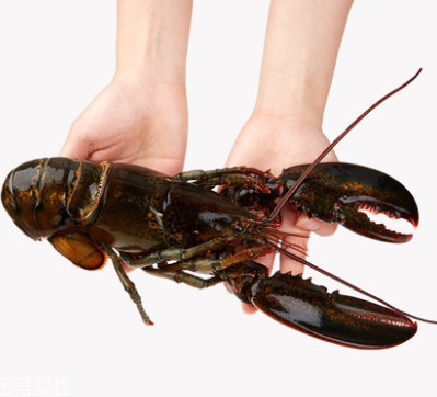 波士頓龍蝦能生吃嗎？波士頓龍蝦適合生吃嗎？