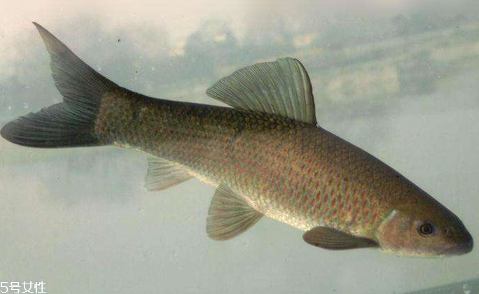 青魚是淡水魚還是海魚？青魚是淡水魚嗎？