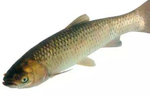 青魚是淡水魚還是海魚？青魚是淡水魚嗎？