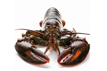 波士頓龍蝦頭部怎么處理？波士頓龍蝦蝦頭處理方法