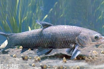 青魚是發(fā)物嗎？吃青魚會(huì)過敏嗎？