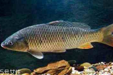 青魚是發(fā)物嗎？吃青魚會過敏嗎？