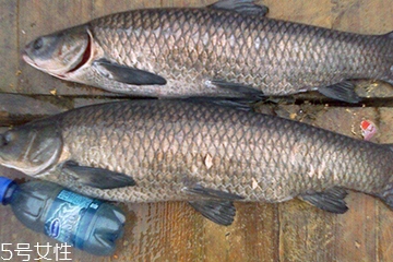 青魚是發(fā)物嗎？吃青魚會過敏嗎？