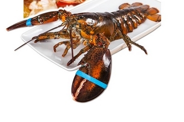 波士頓龍蝦死了還能吃嗎？死的波士頓龍蝦能吃嗎？