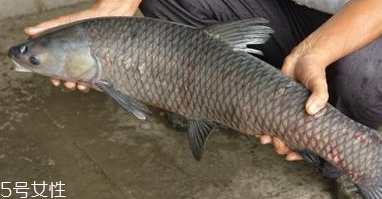 青魚怎么養(yǎng)殖?青魚好養(yǎng)嗎？