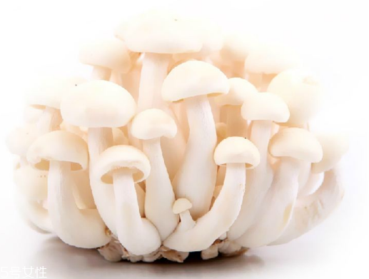 白玉菇和海鮮菇的區(qū)別 白玉菇和海鮮菇是一樣的嗎？