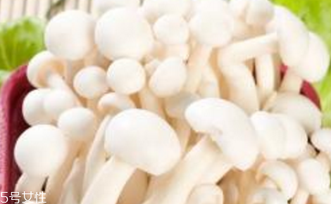 白玉菇和海鮮菇的區(qū)別 白玉菇和海鮮菇是一樣的嗎？