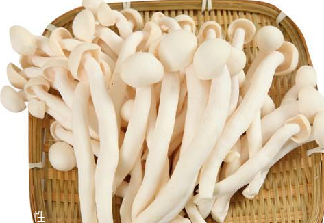 白玉菇的營養(yǎng)價值 白玉菇有什么營養(yǎng)？