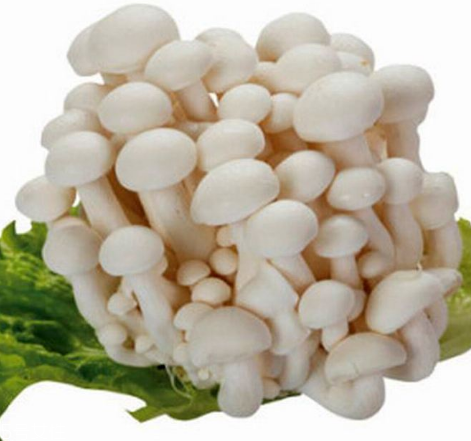 白玉菇的選購(gòu)技巧 白玉菇怎么挑選？