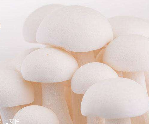 白玉菇的吃法 白玉菇能燉雞嗎？