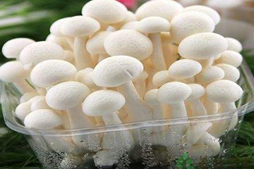 白玉菇為什么是苦的？白玉菇怎么會苦？