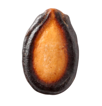 西瓜子是西瓜的子嗎？西瓜子怎么種的