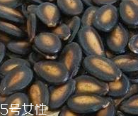西瓜子的宜忌人群 西瓜子不是適合哪些人吃？