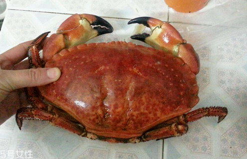面包蟹是蒸還是煮？面包蟹蒸好吃還是煮好吃？