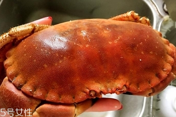 面包蟹是寒性的嗎？面包蟹性寒嗎？