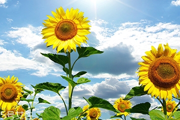 葵瓜子能種向日葵嗎？葵瓜子怎么種出向日葵？