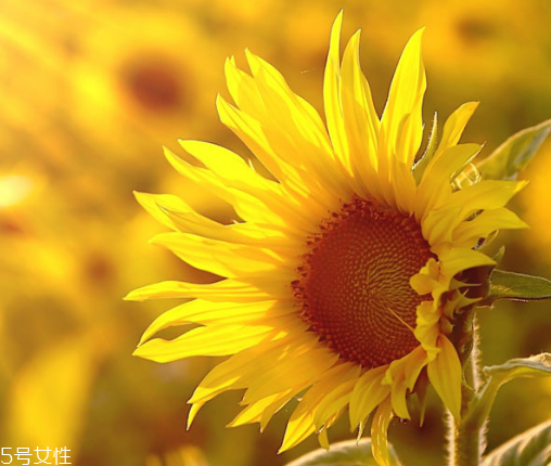 葵瓜子能種向日葵嗎？葵瓜子怎么種出向日葵？