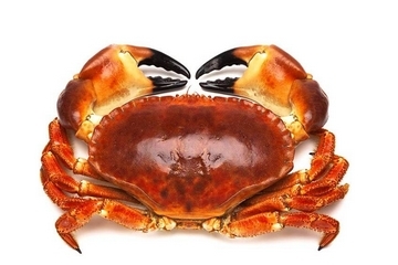 面包蟹能冷凍嗎？面包蟹可以放冰箱嗎？