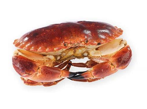 面包蟹能冷凍嗎？面包蟹可以放冰箱嗎？