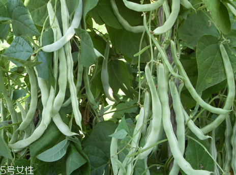 蕓豆是發(fā)物嗎？皮膚過(guò)敏的人能吃蕓豆嗎？