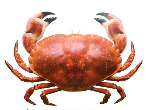 面包蟹如何打開？如何吃活面包蟹？