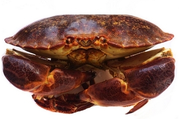 面包蟹孕婦可以吃嗎？孕婦可以吃面包蟹嗎？