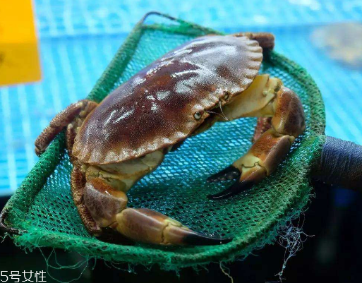 面包蟹孕婦可以吃嗎？孕婦可以吃面包蟹嗎？