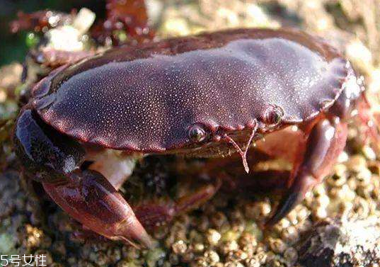 面包蟹孕婦可以吃嗎？孕婦可以吃面包蟹嗎？