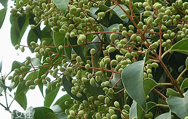 女貞子是什么？什么是女貞子？