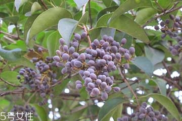 女貞子是什么？什么是女貞子？