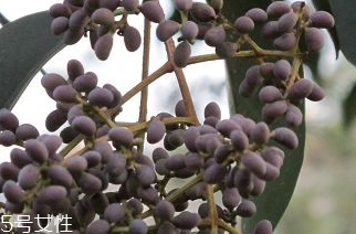 女貞子是什么？什么是女貞子？