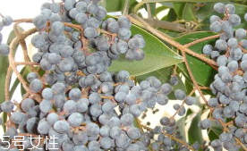 女貞子的禁忌 女貞子的禁忌之處 女貞子的禁忌 女貞子的禁忌之處